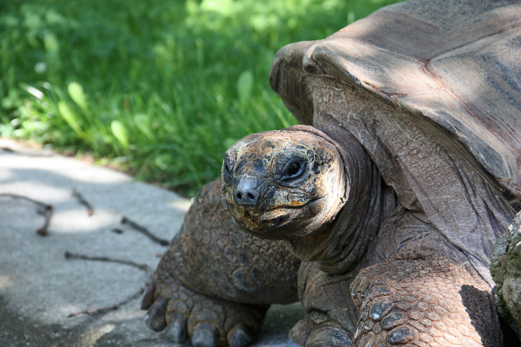 Riesenschildkroete