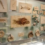 museumfürnaturkunde
