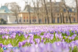 schlossgartenpillnitz