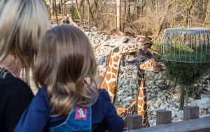 Besucher bei den Giraffen Hellabrunn  Marc Müller