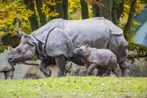 Panzernashorn Puri und Rapti Herbst Hellabrunn  Marc Müller