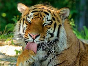 Sibirischer Tiger Jegor Hellabrunn  Marisa Segadelli quer
