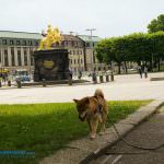 august der starke reiterbild hund