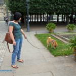 bruehlsche terrasse dresden hund