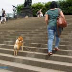 bruehlsche terrasse hund