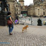 dresdner schlossplatz hund