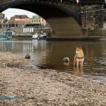 elbufer augustusbruecke dresden hund