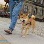 festung dresden hund