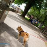 japanisches palais dresden palaisgarten hund