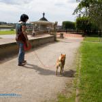 japanisches palais dresden palaisgarten mit hund