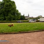 palaisgarten dresden hund