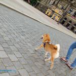 semperoper dresden hund