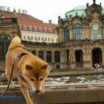 zwinger dresden altstadt hund