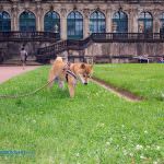 zwinger innenhof dresden hund