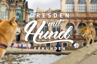 foto dresden hunde