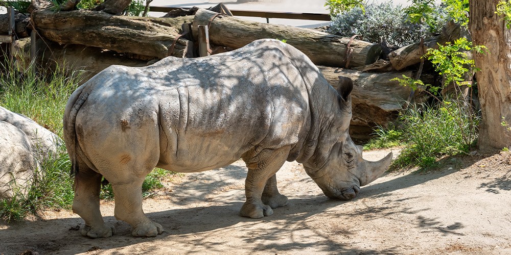 Zoo de Barcelona - Bild 5