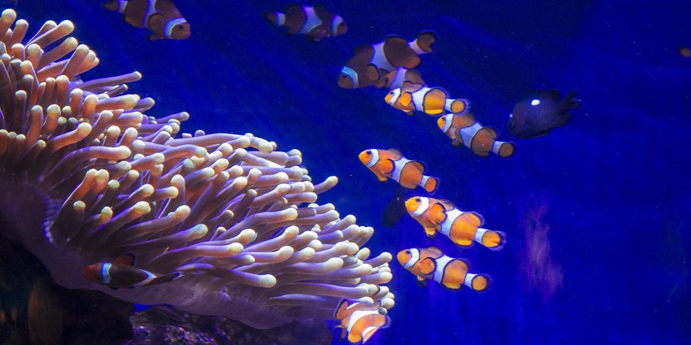 L\'Aquarium de Barcelona - Bild 4