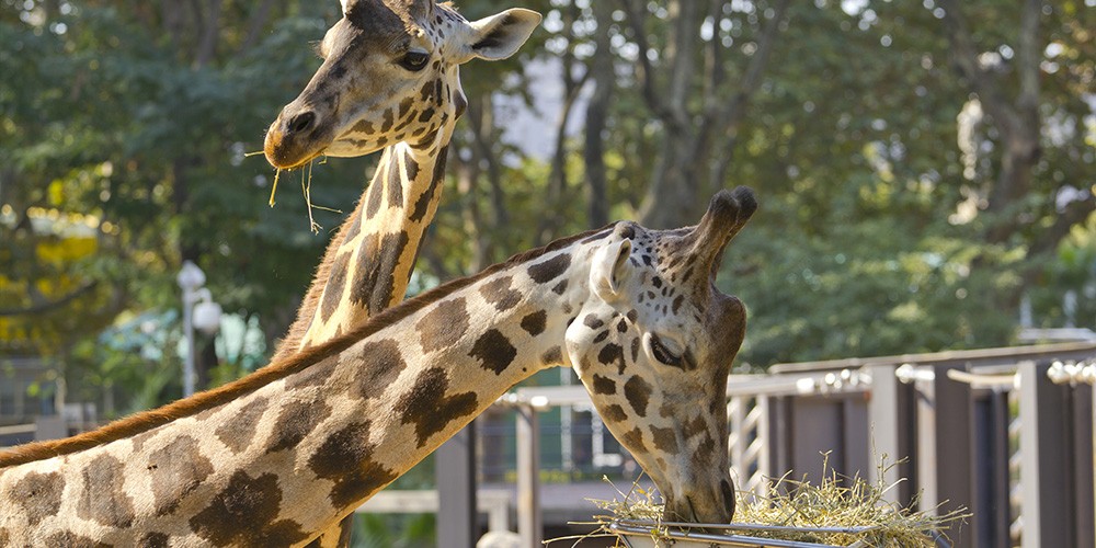 Zoo de Barcelona - Bild 4