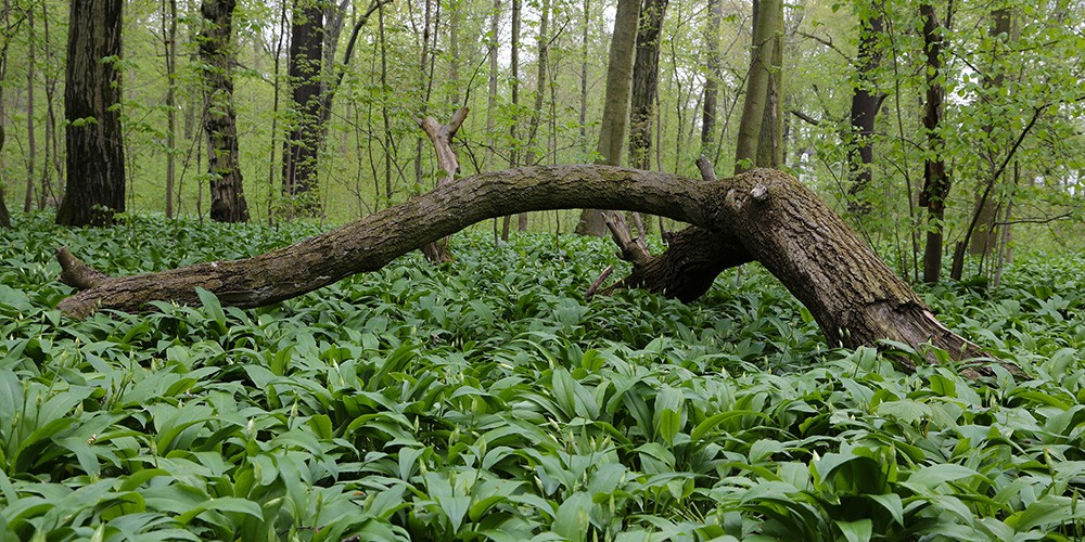 Bootsrundfahrt durch den Auwald im Wandel der Jahreszeiten - Bild 2