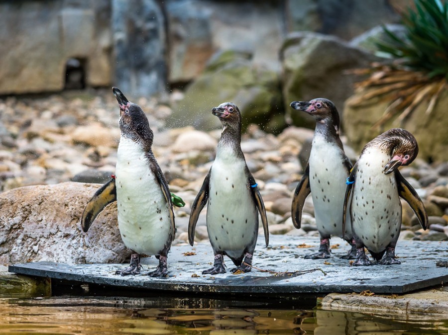 Zoo Dresden - Tagesticket - Bild 5