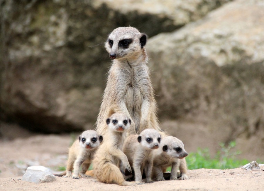 Zoo Dresden - Tagesticket - Bild 3