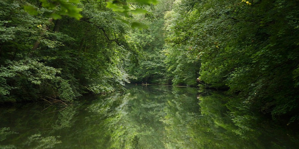 Bootsrundfahrt durch den Auwald im Wandel der Jahreszeiten - Bild 3