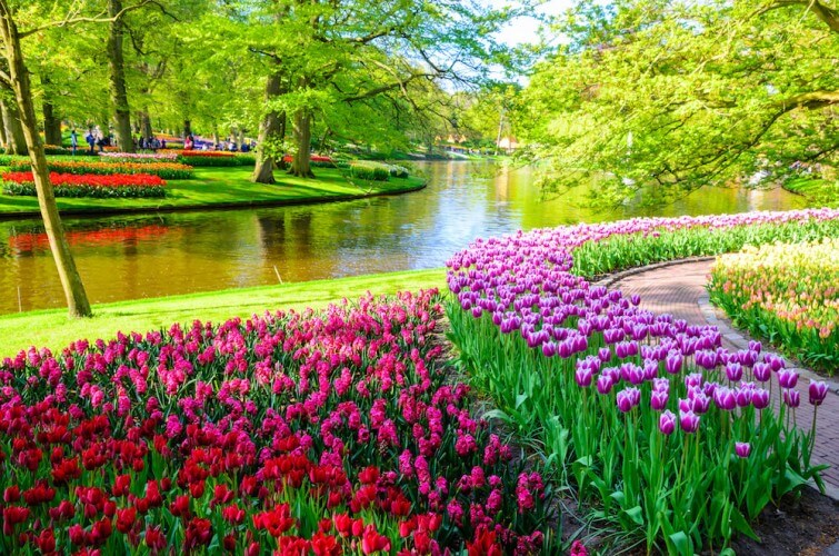 Ausflug Keukenhof & Blumenfelder - optional inkl. Audioguide (bei Buchung beachten) - Bild 4