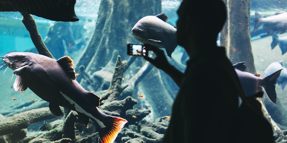 L\'Aquarium de Barcelona - Bild 6