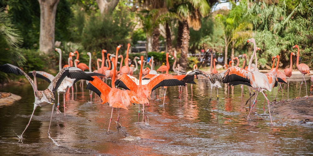 Zoo de Barcelona - Bild 6