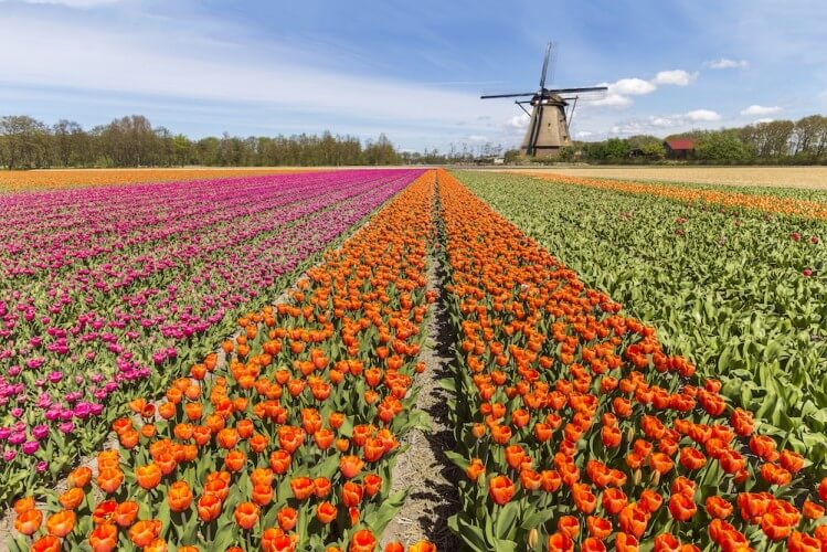 Ausflug Keukenhof & Blumenfelder - Bild 1