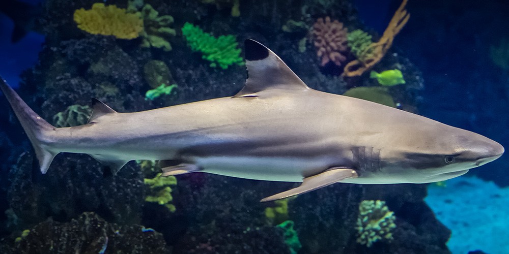L\'Aquarium de Barcelona - Bild 3