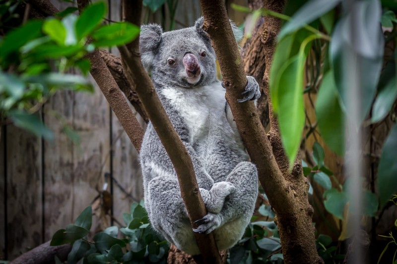 Kölner Zoo