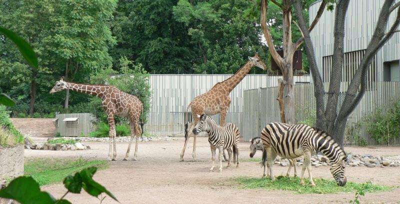 Zoo