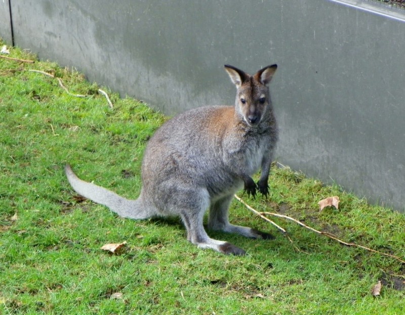 Artis Royal Zoo