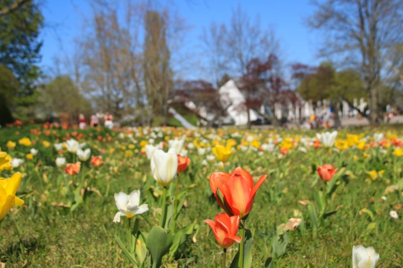 Britzer Garten