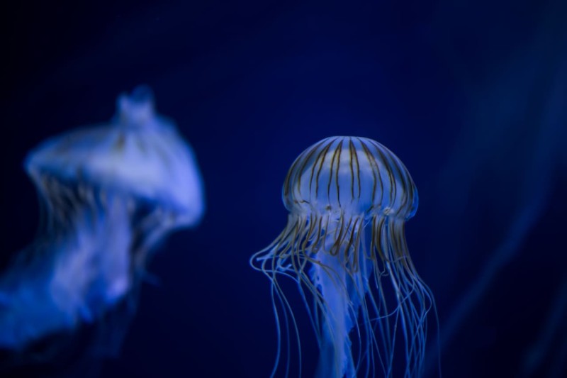 Aquarium